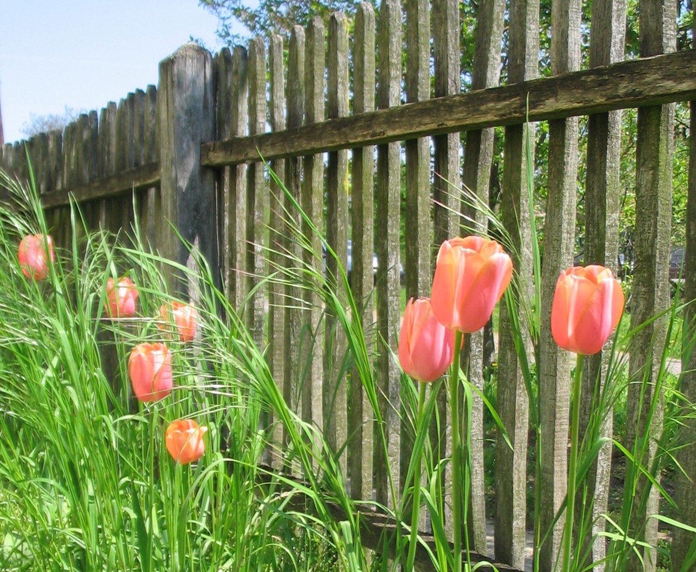 Tulipany przy płocie drewnianym